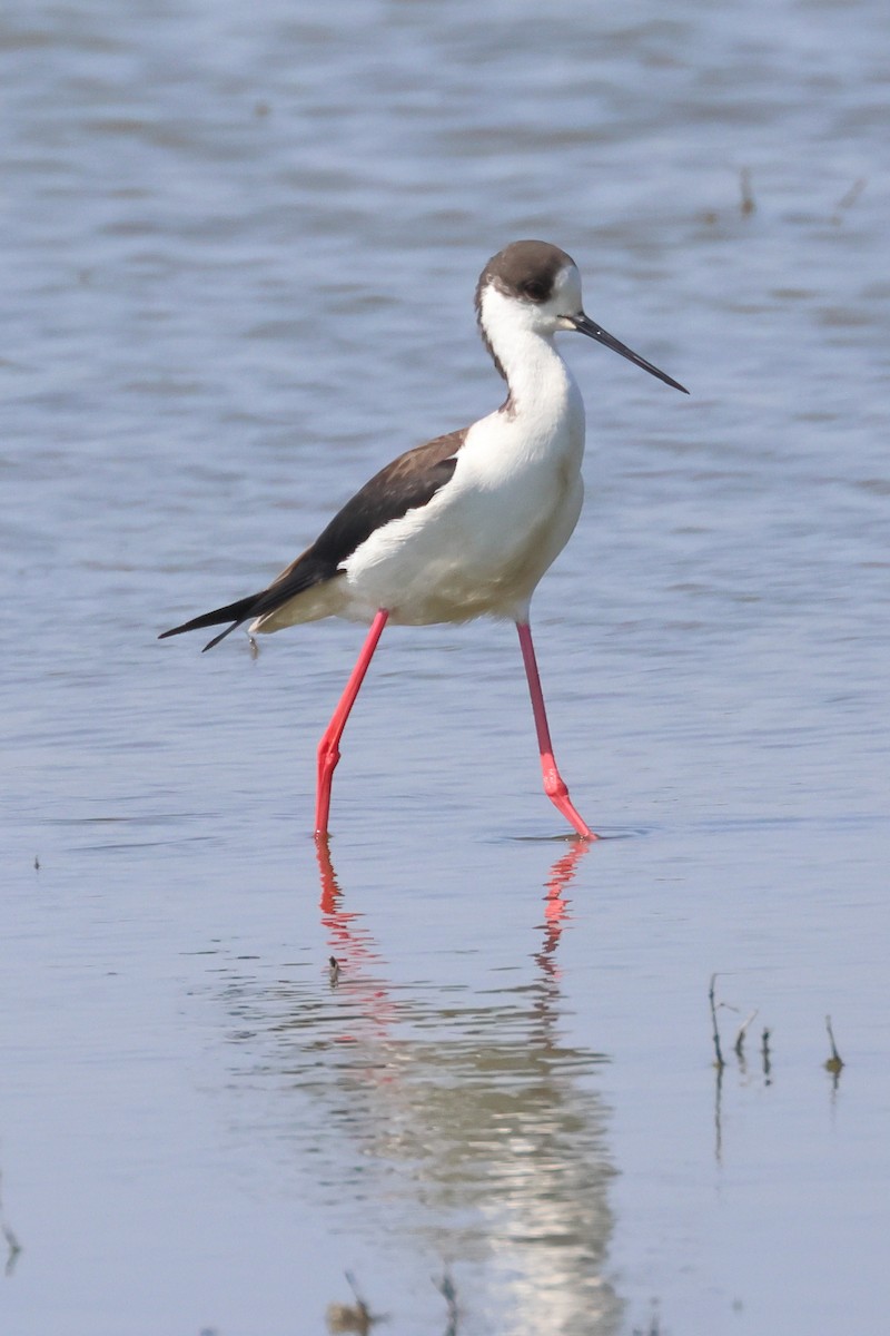 Black-winged Stilt - Paul Anderson