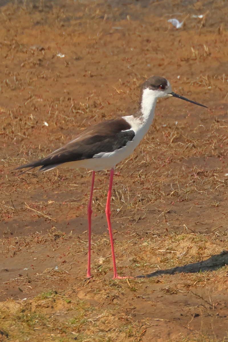 Black-winged Stilt - Paul Anderson