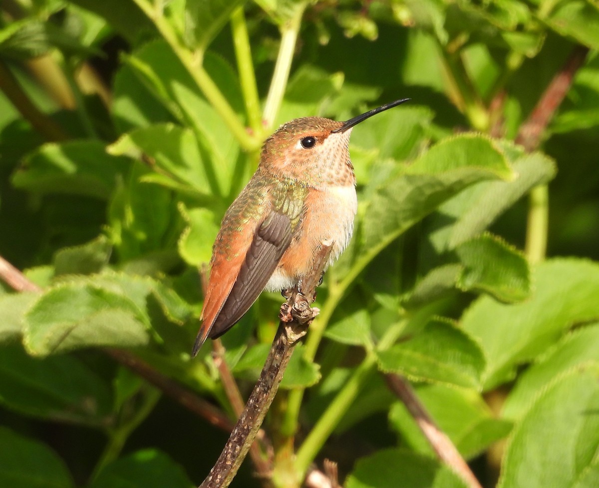 Allen's Hummingbird - Travis  Smith