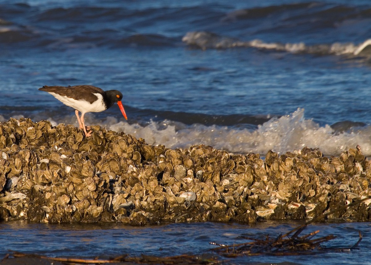 American Oystercatcher - ML619350215