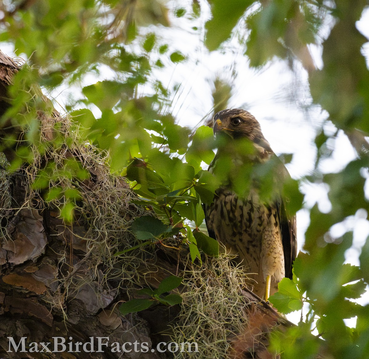 Red-shouldered Hawk (lineatus Group) - Maxfield Weakley