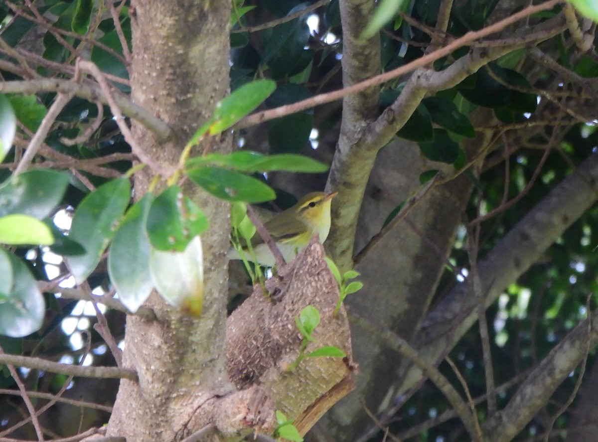 Wood Warbler - ML619350248