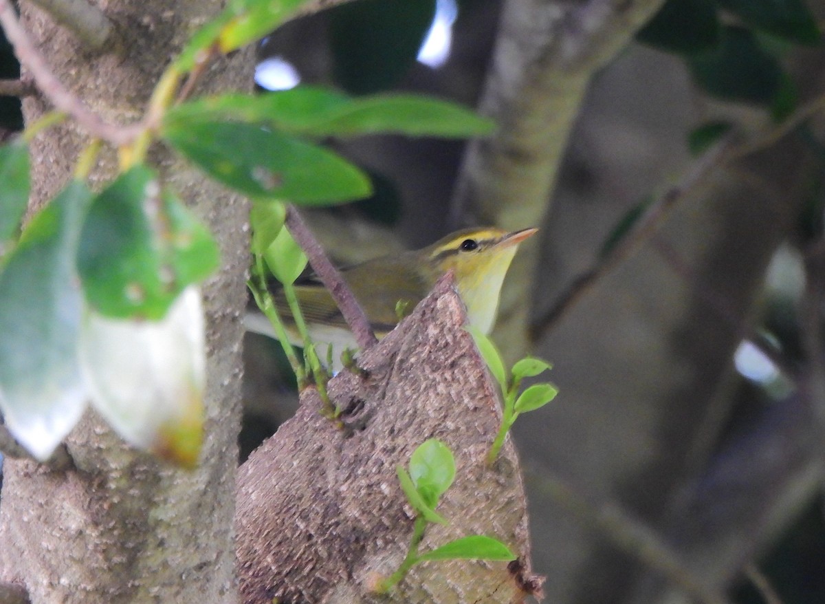 Wood Warbler - ML619350249