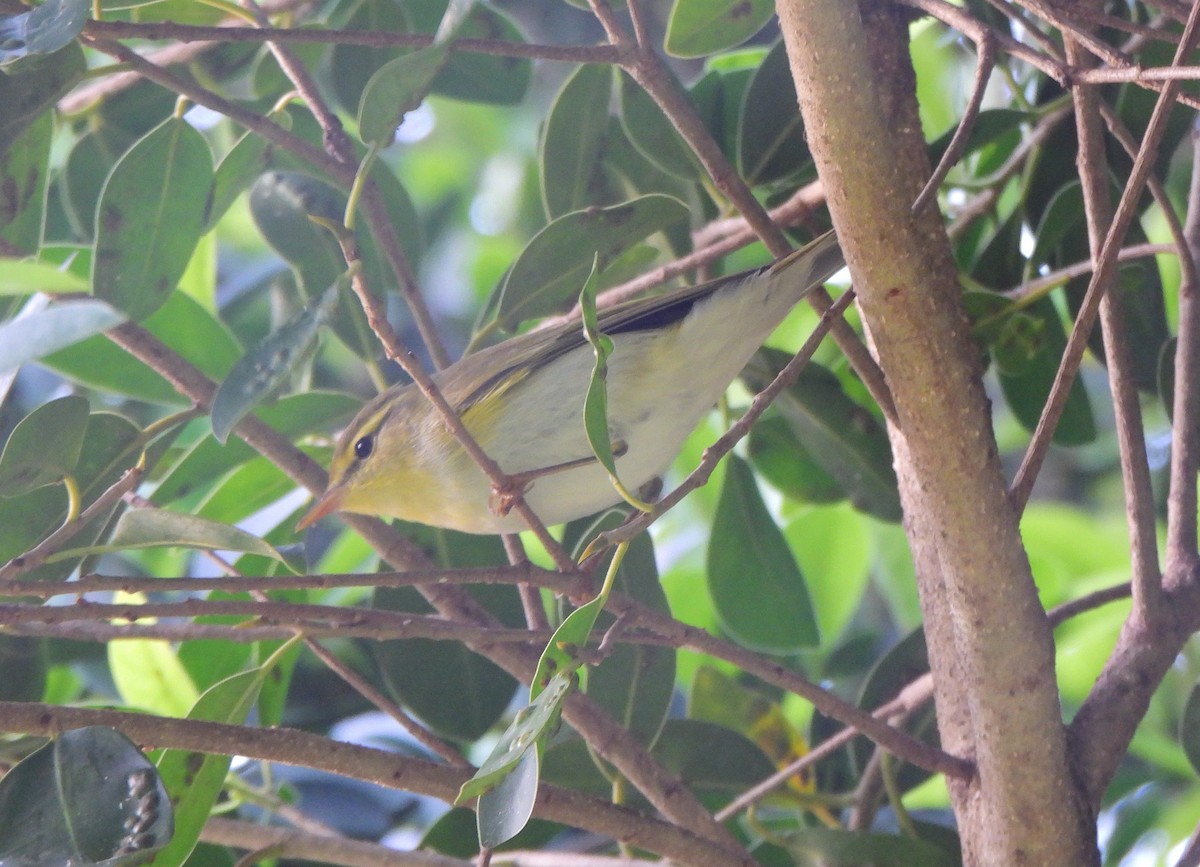 Wood Warbler - ML619350250