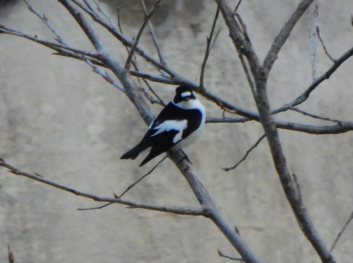 Collared Flycatcher - Ignacio Barrionuevo