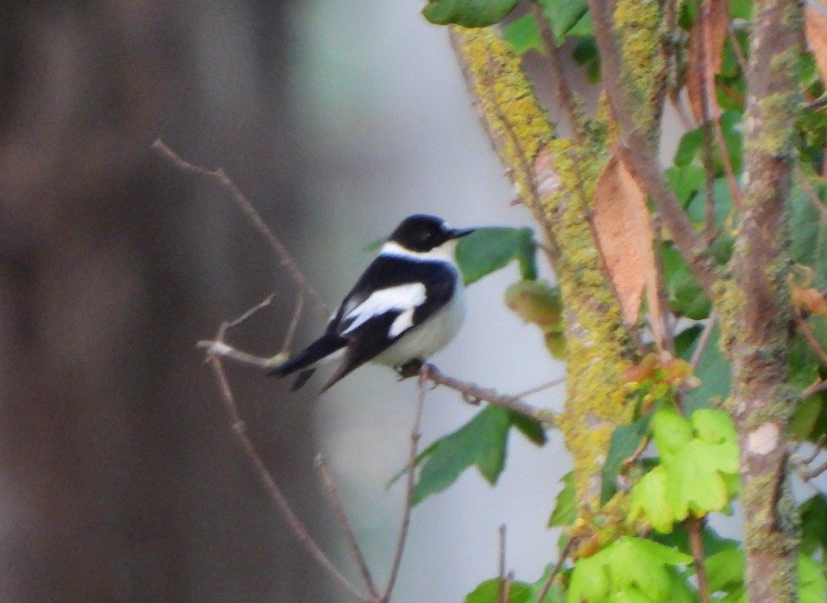 Collared Flycatcher - Ignacio Barrionuevo