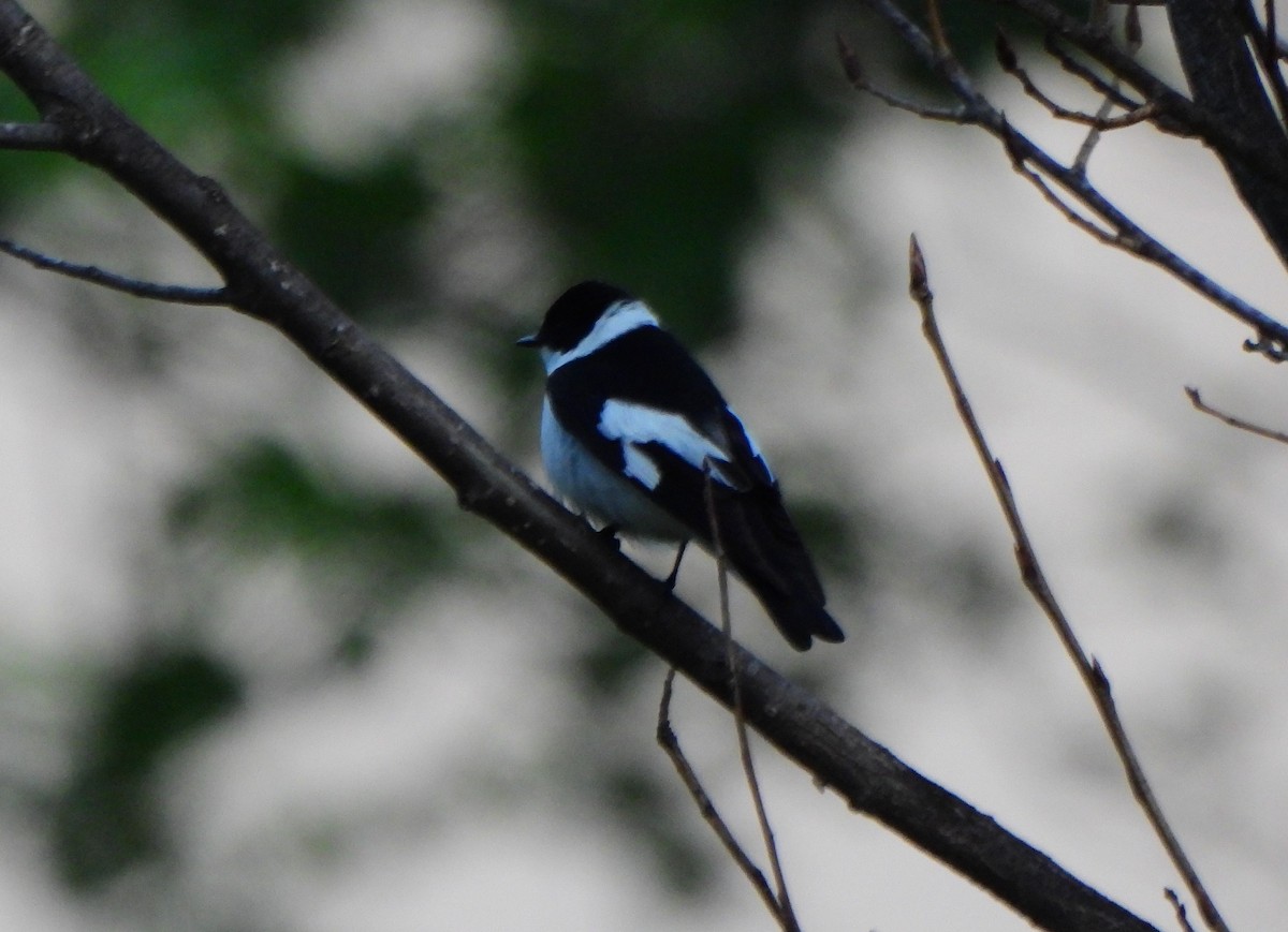 Collared Flycatcher - Ignacio Barrionuevo