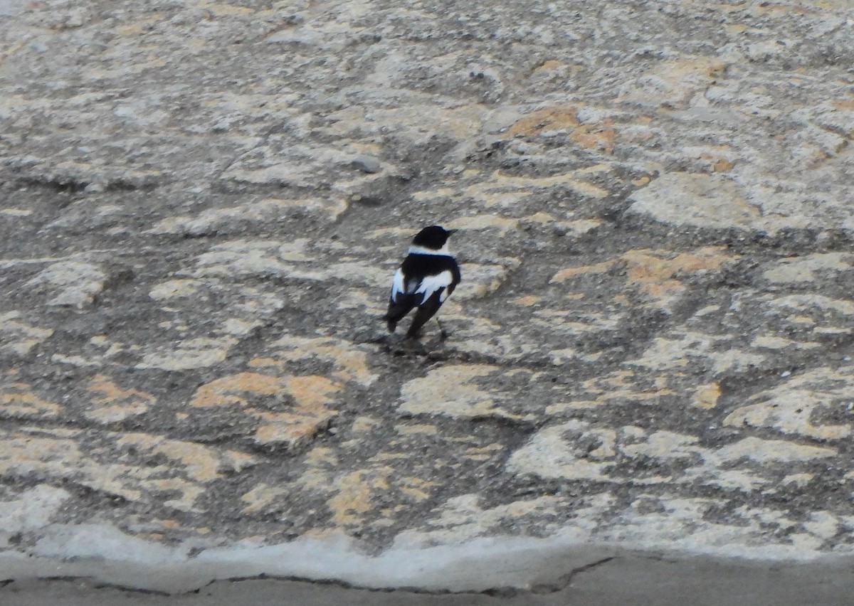 Collared Flycatcher - Ignacio Barrionuevo