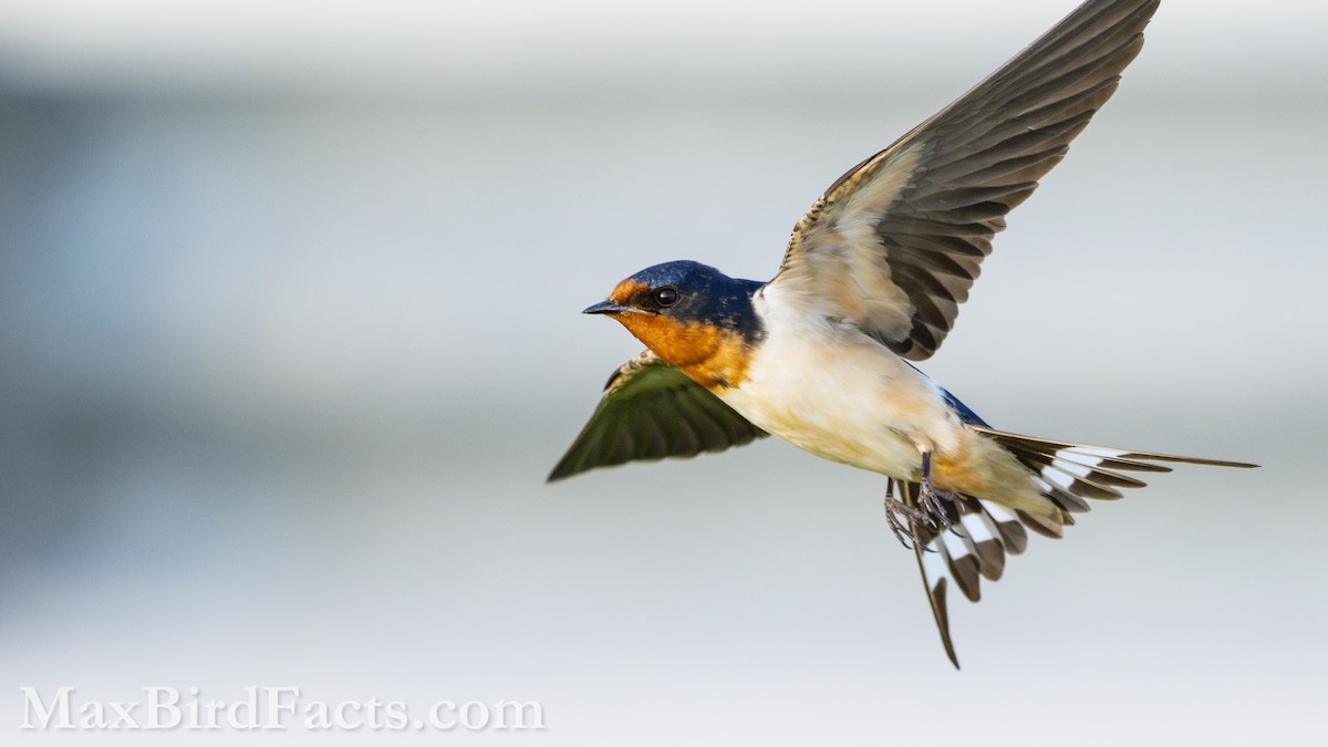 Barn Swallow (American) - Maxfield Weakley