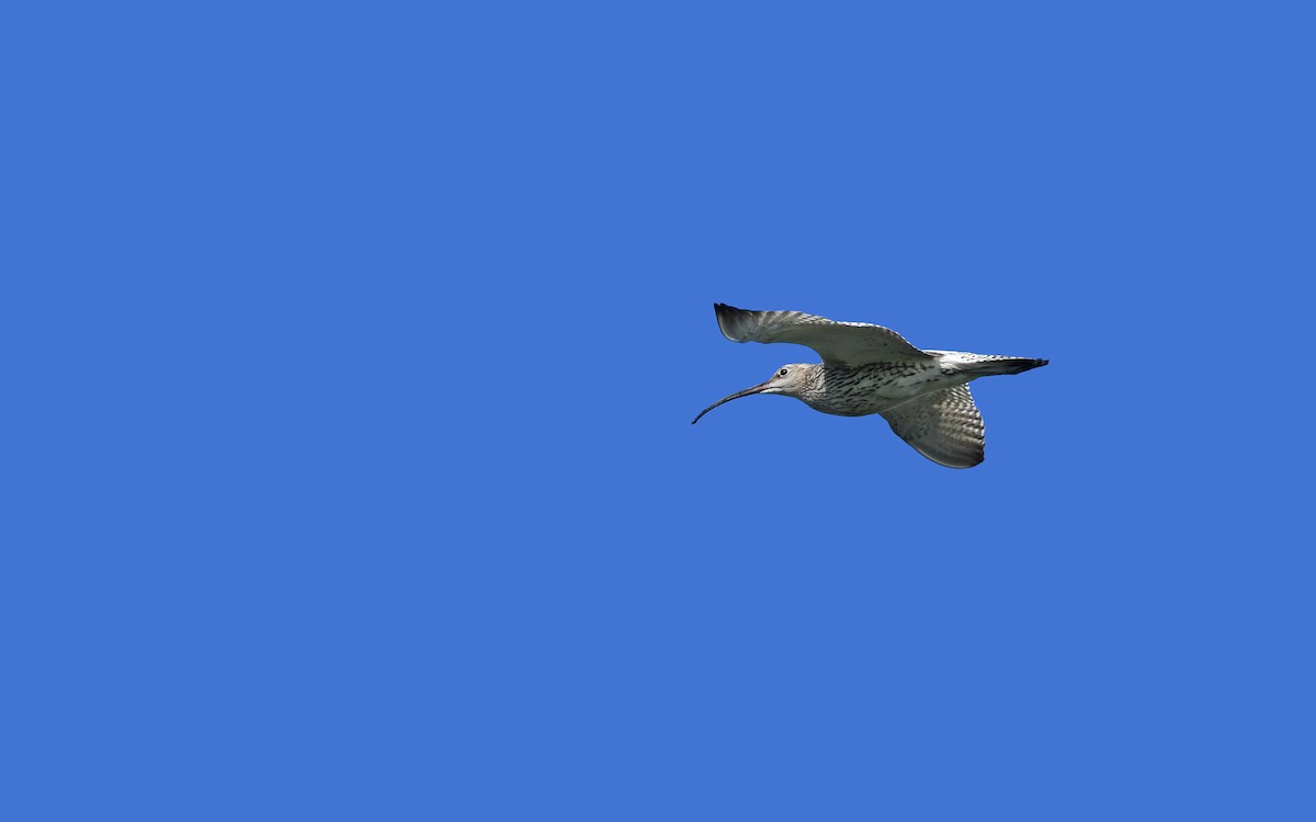 Eurasian Curlew - ML619350271