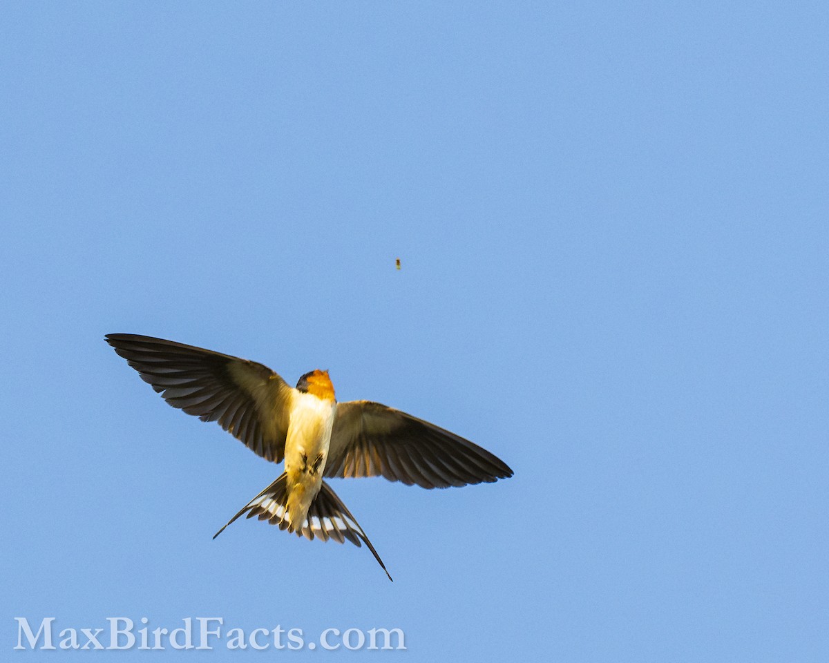 Barn Swallow (American) - Maxfield Weakley