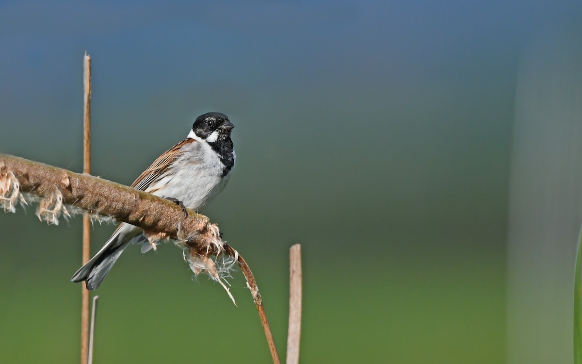 Reed Bunting - Christoph Moning