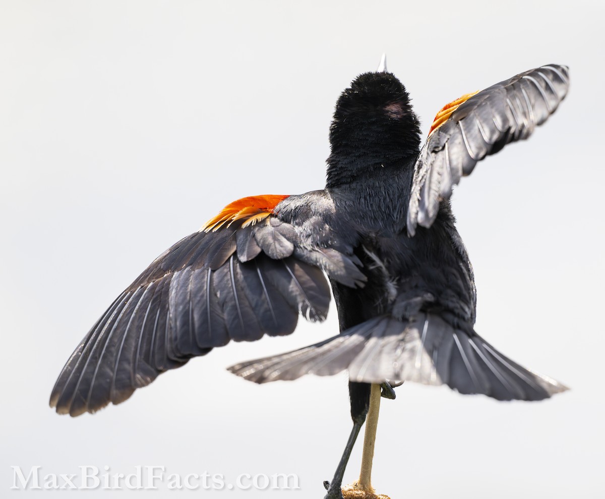 Red-winged Blackbird (Red-winged) - Maxfield Weakley