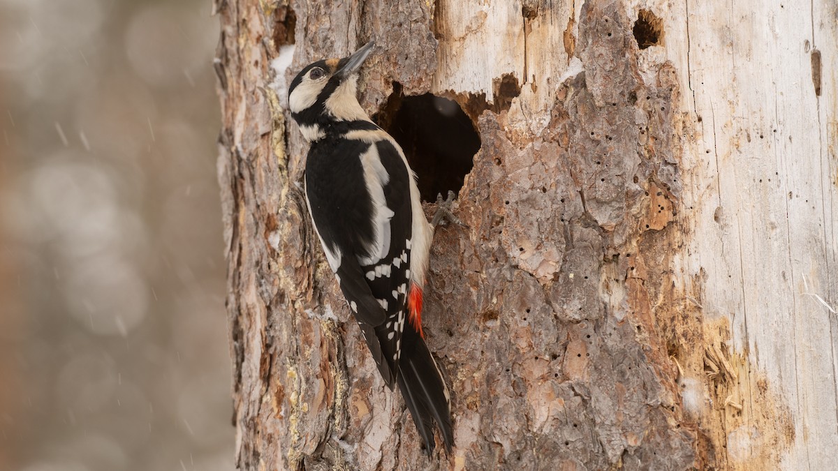 Great Spotted Woodpecker - Eric van Poppel