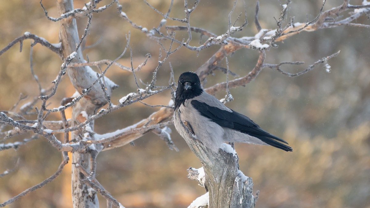 Hooded Crow - ML619350305