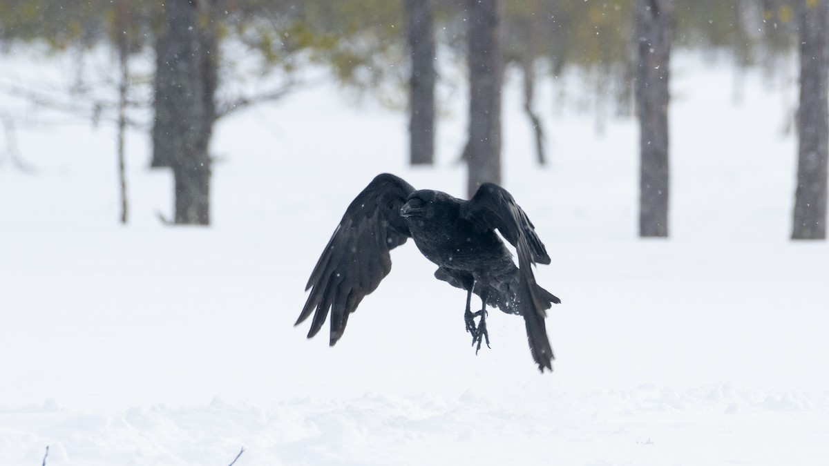Common Raven - Eric van Poppel