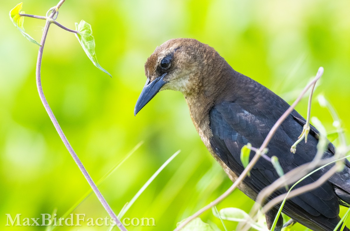 Boat-tailed Grackle (westoni) - Maxfield Weakley