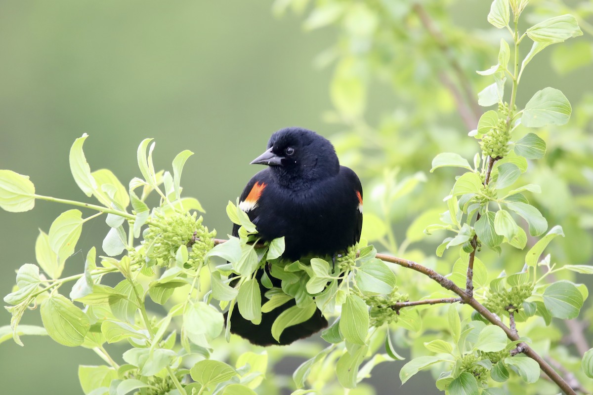 Red-winged Blackbird - ML619350319