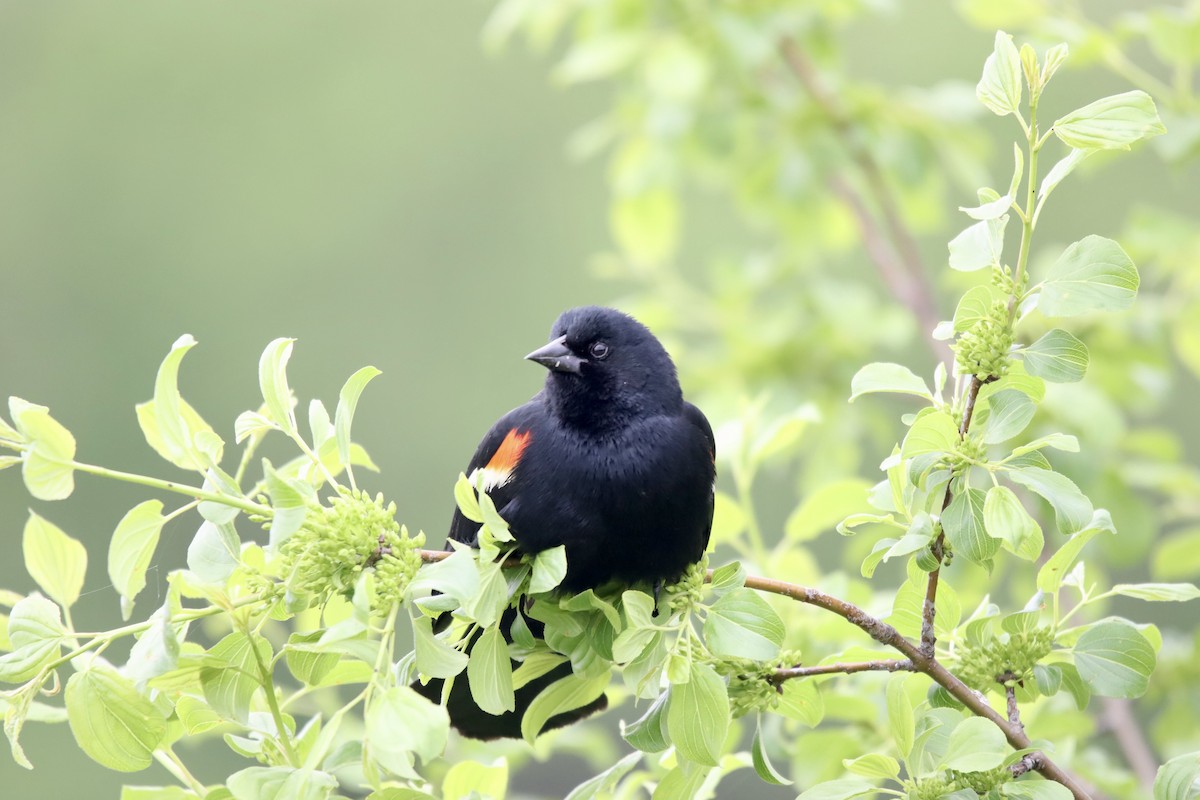 Red-winged Blackbird - ML619350323