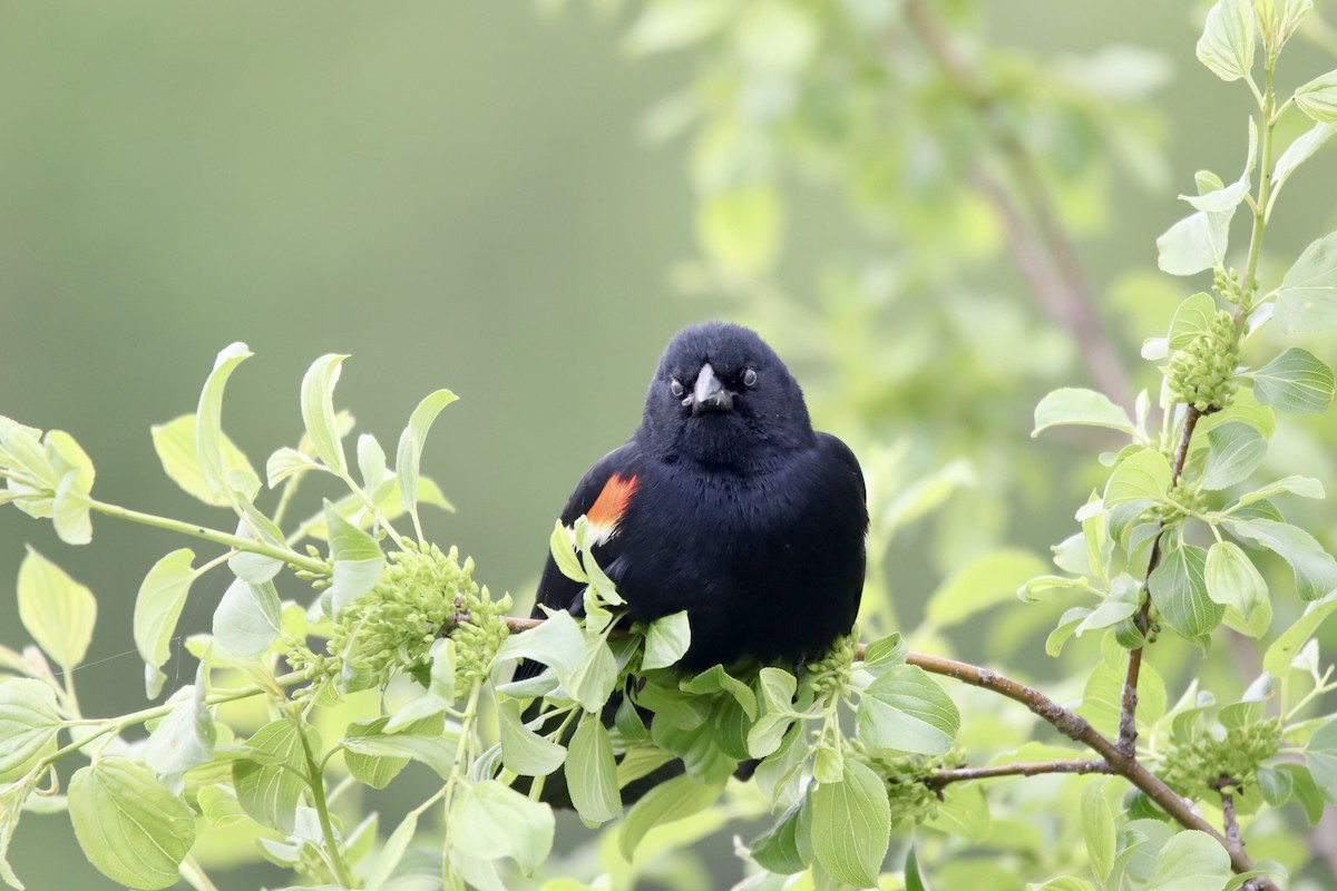 Red-winged Blackbird - ML619350326