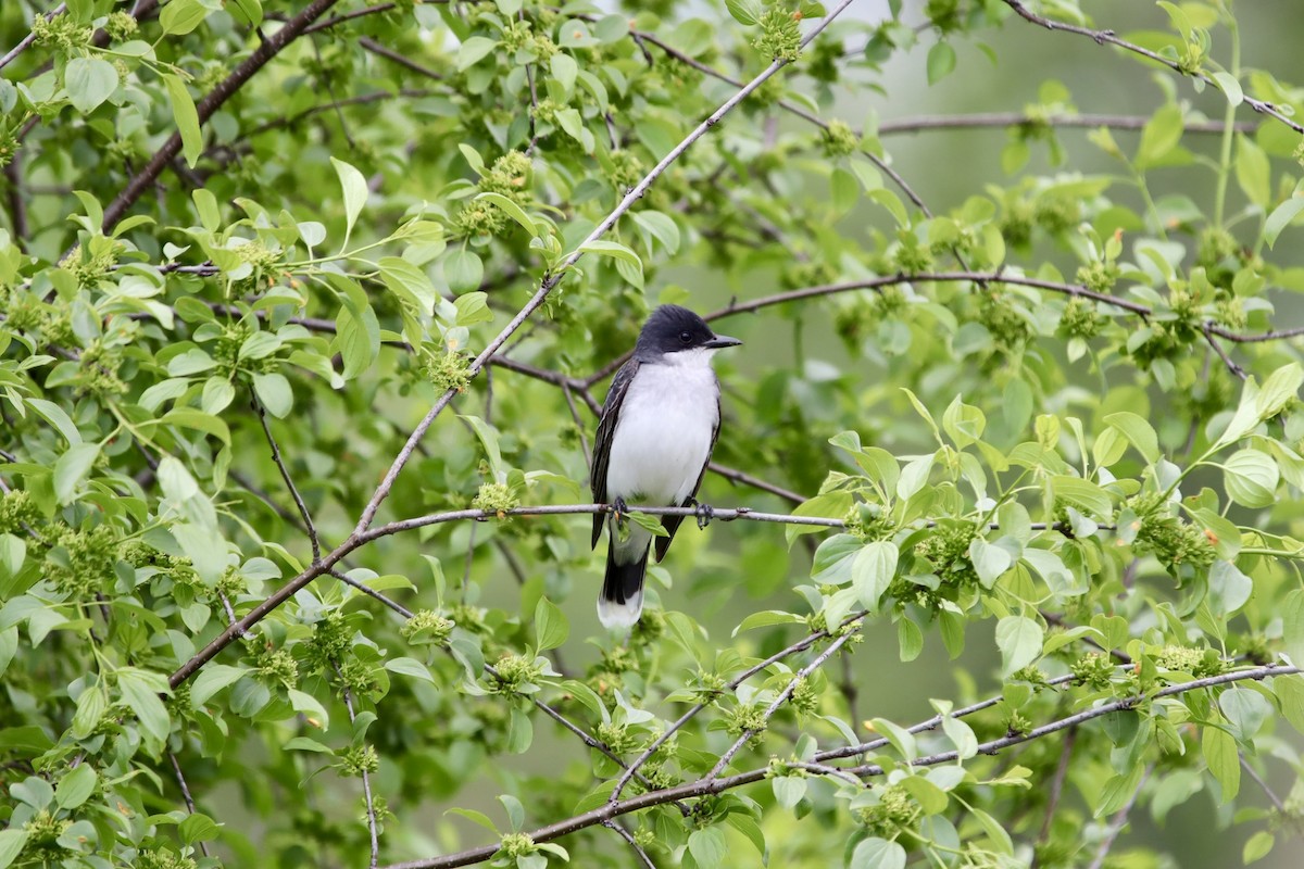 Eastern Kingbird - Jeff Schroeder