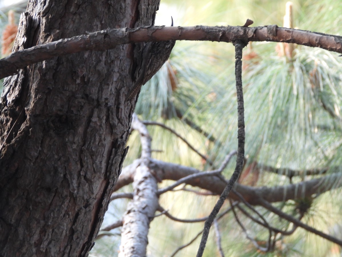 Bar-tailed Treecreeper - Veda Nadendla