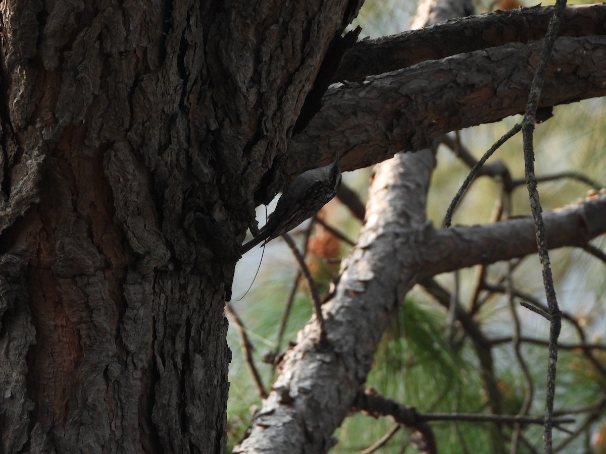 Bar-tailed Treecreeper - Veda Nadendla