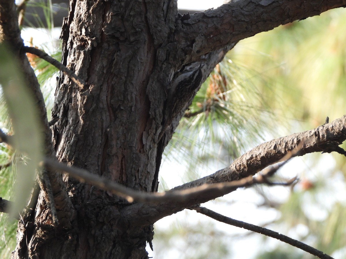 Bar-tailed Treecreeper - Veda Nadendla