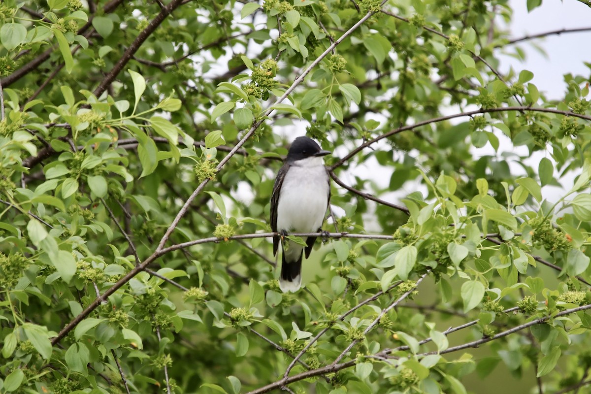 Eastern Kingbird - Jeff Schroeder