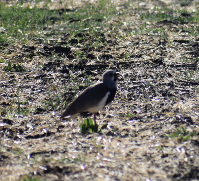 Southern Lapwing - ML619350359