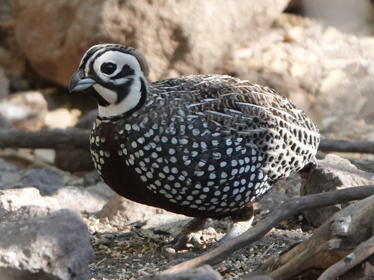 Montezuma Quail - Bert Wessling