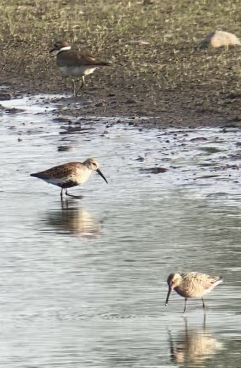 Dunlin - Tim Cornish