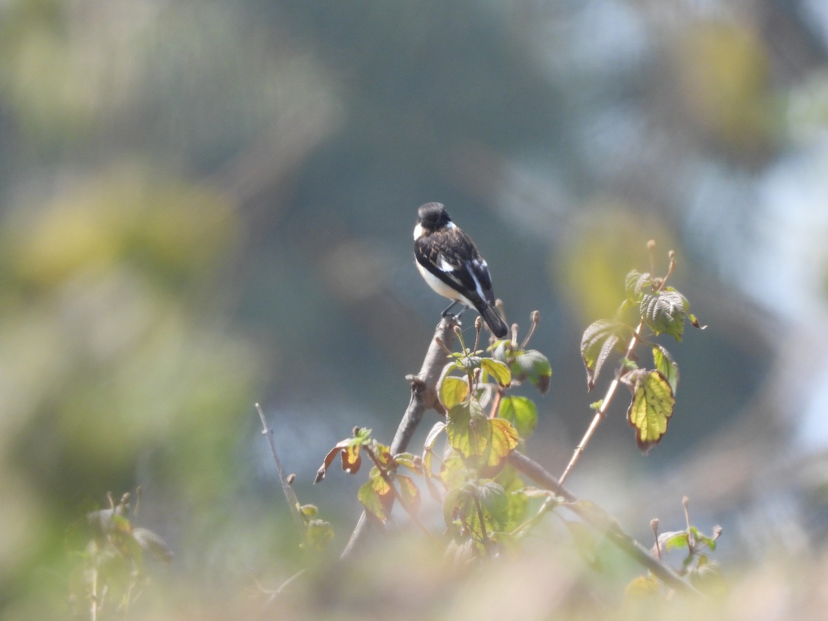 Siberian Stonechat - Veda Nadendla