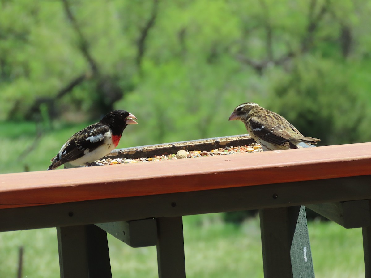 Rose-breasted Grosbeak - ML619350385