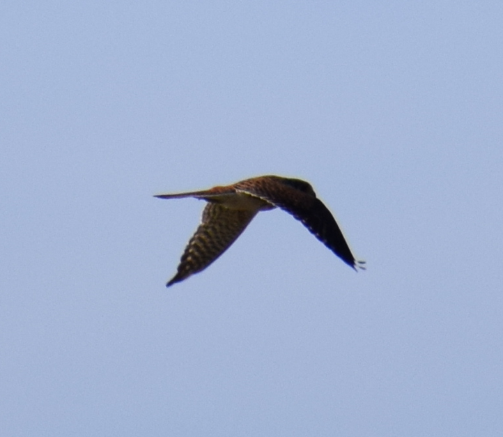 American Kestrel - Felipe Undurraga