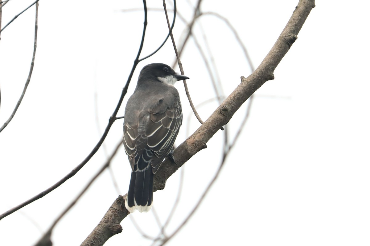 Eastern Kingbird - John van Dort