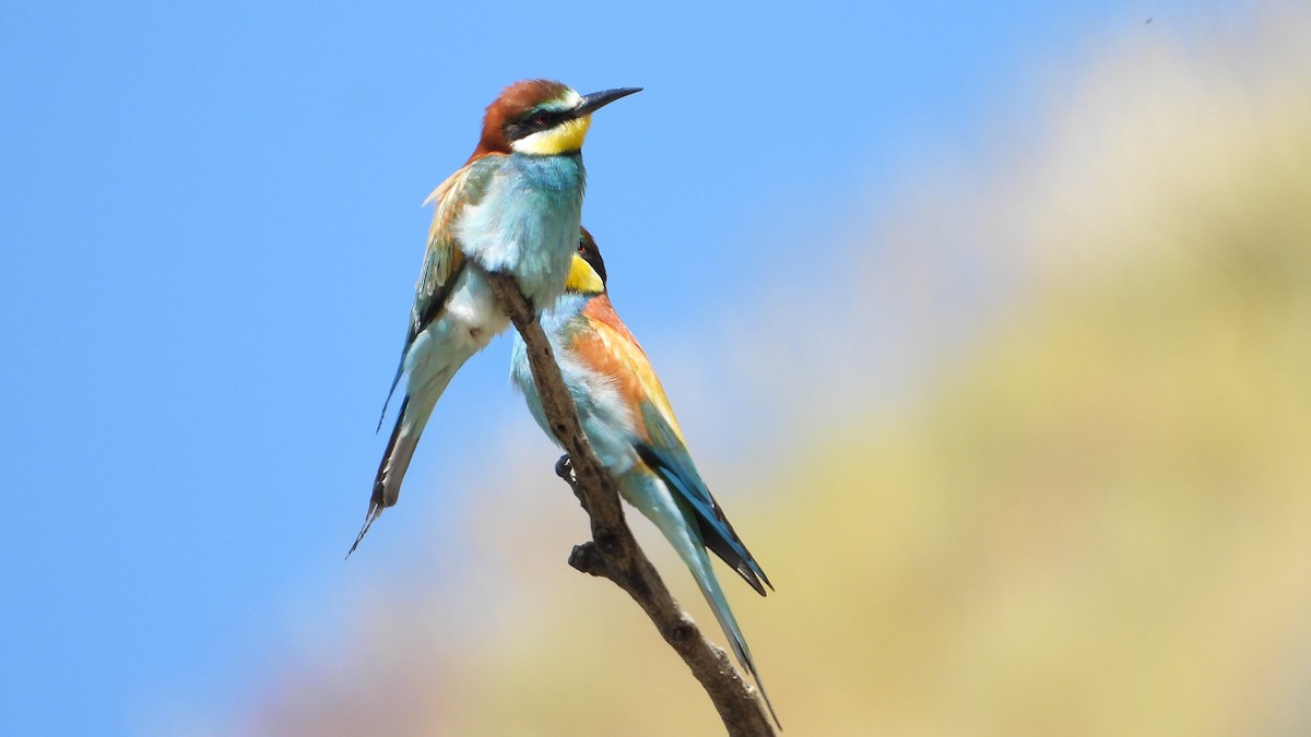 European Bee-eater - Manuel García Ruiz