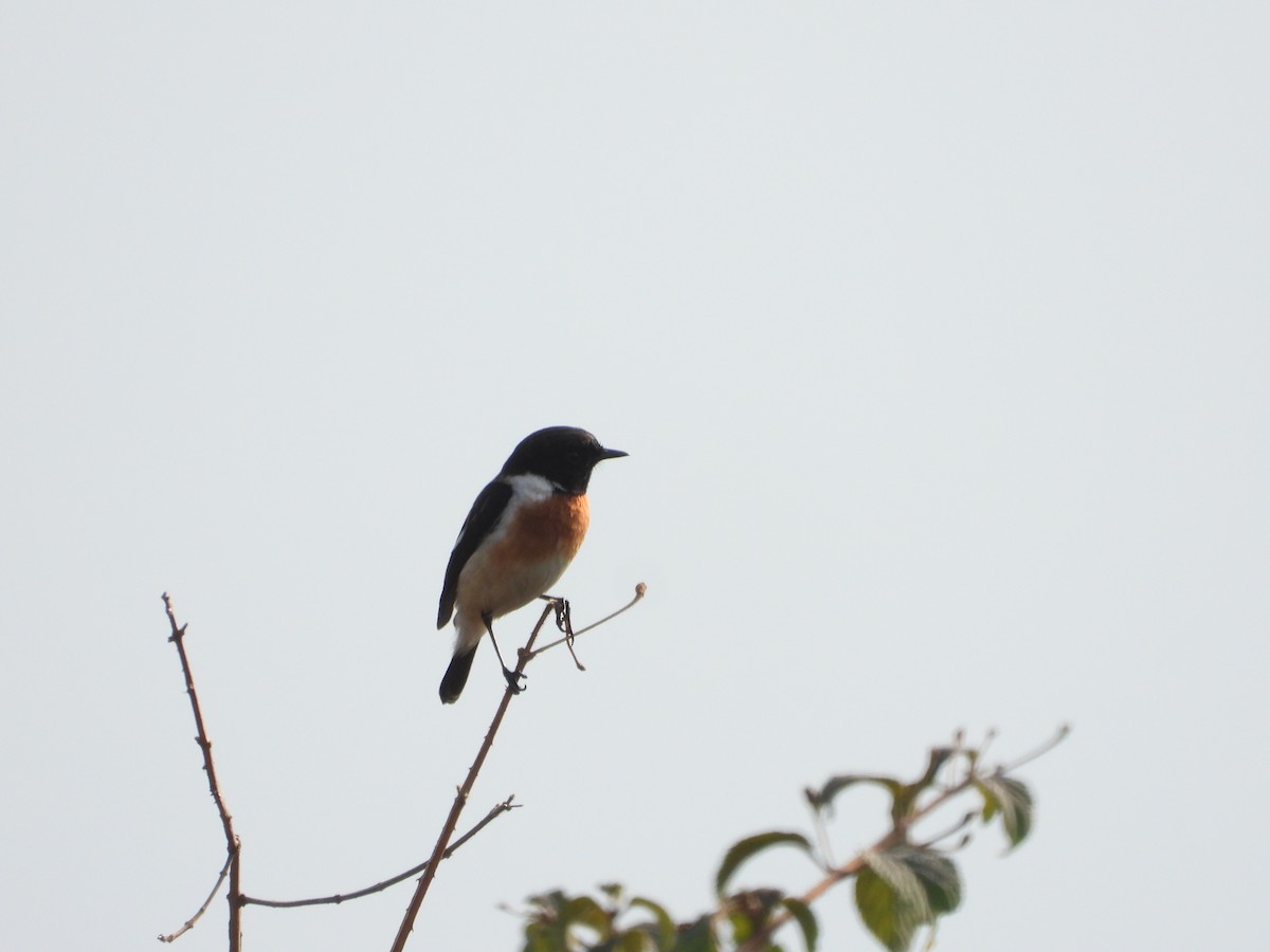 Siberian Stonechat - ML619350396