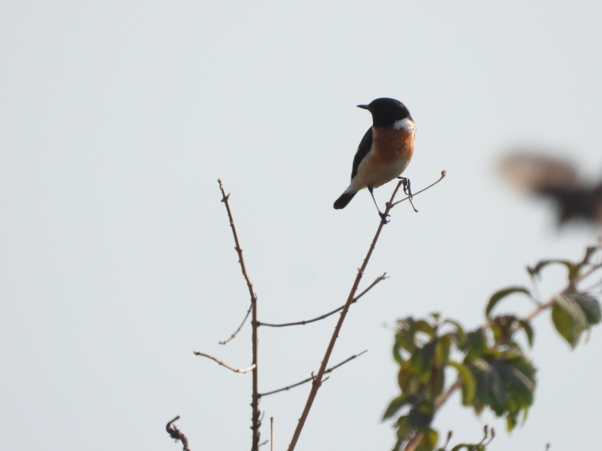 Siberian Stonechat - Veda Nadendla