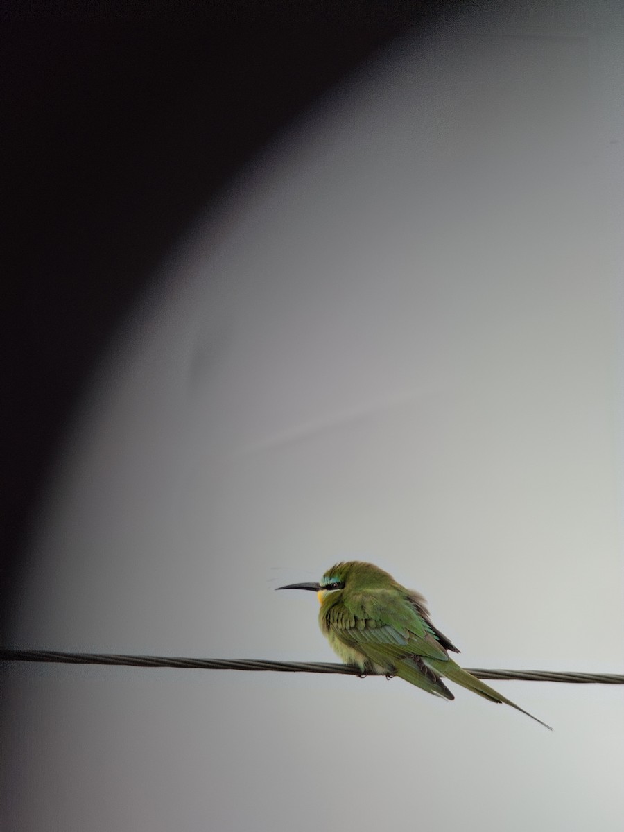 Blue-cheeked Bee-eater - James Hammond