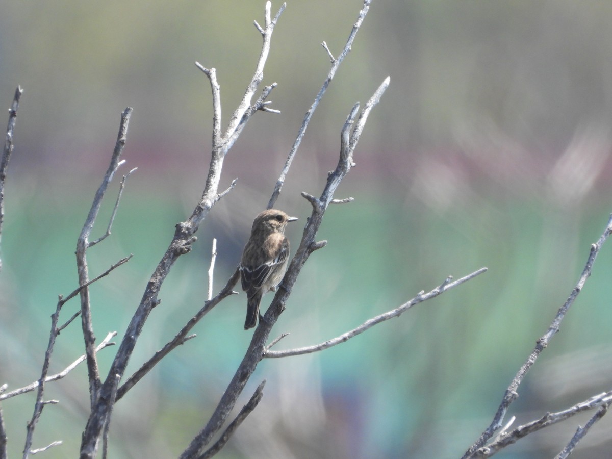 Siberian Stonechat - Veda Nadendla