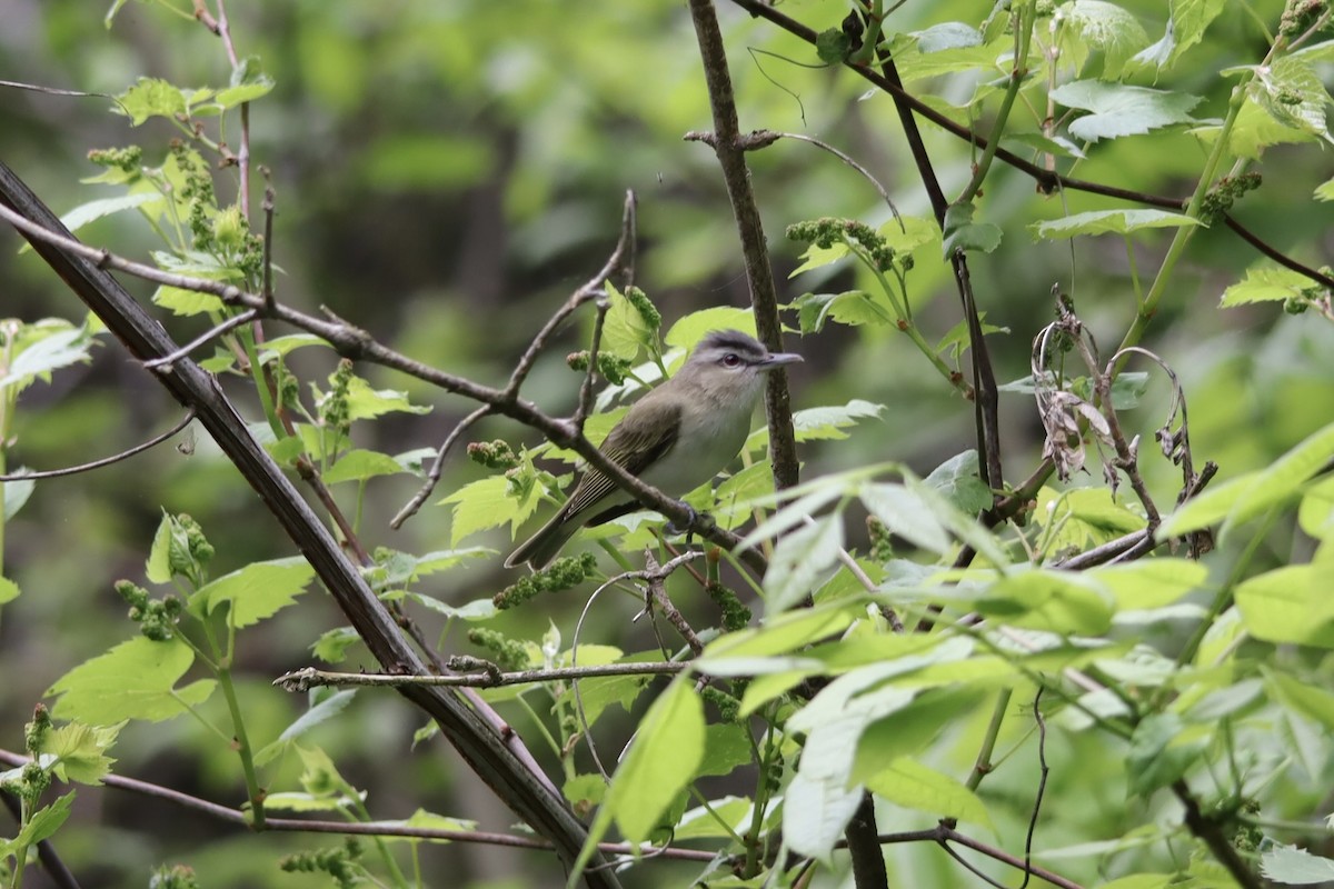 Kızıl Gözlü Vireo - ML619350412