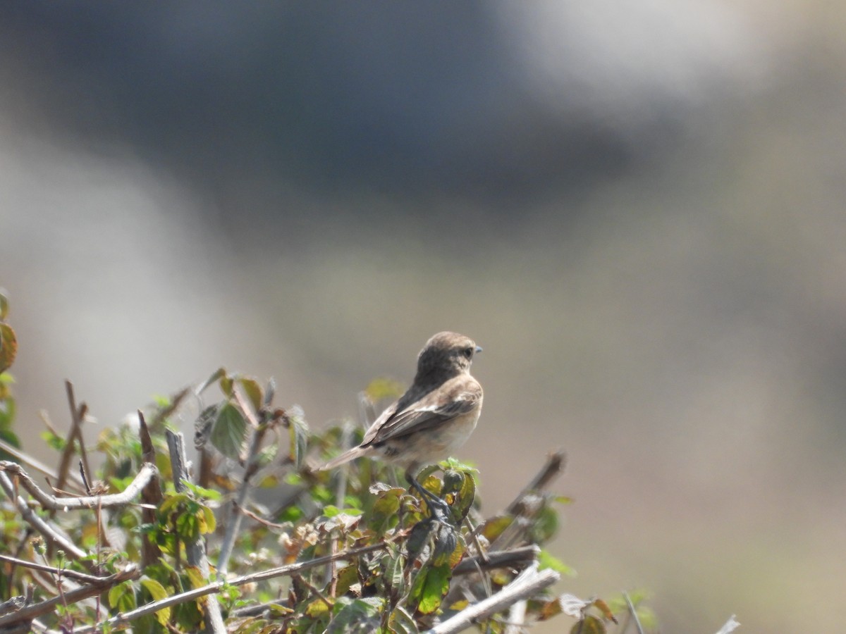 Siberian Stonechat - Veda Nadendla