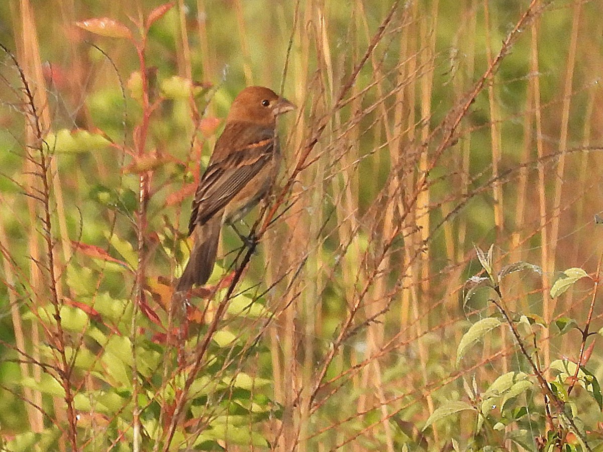 Blue Grosbeak - Sam Reitenour