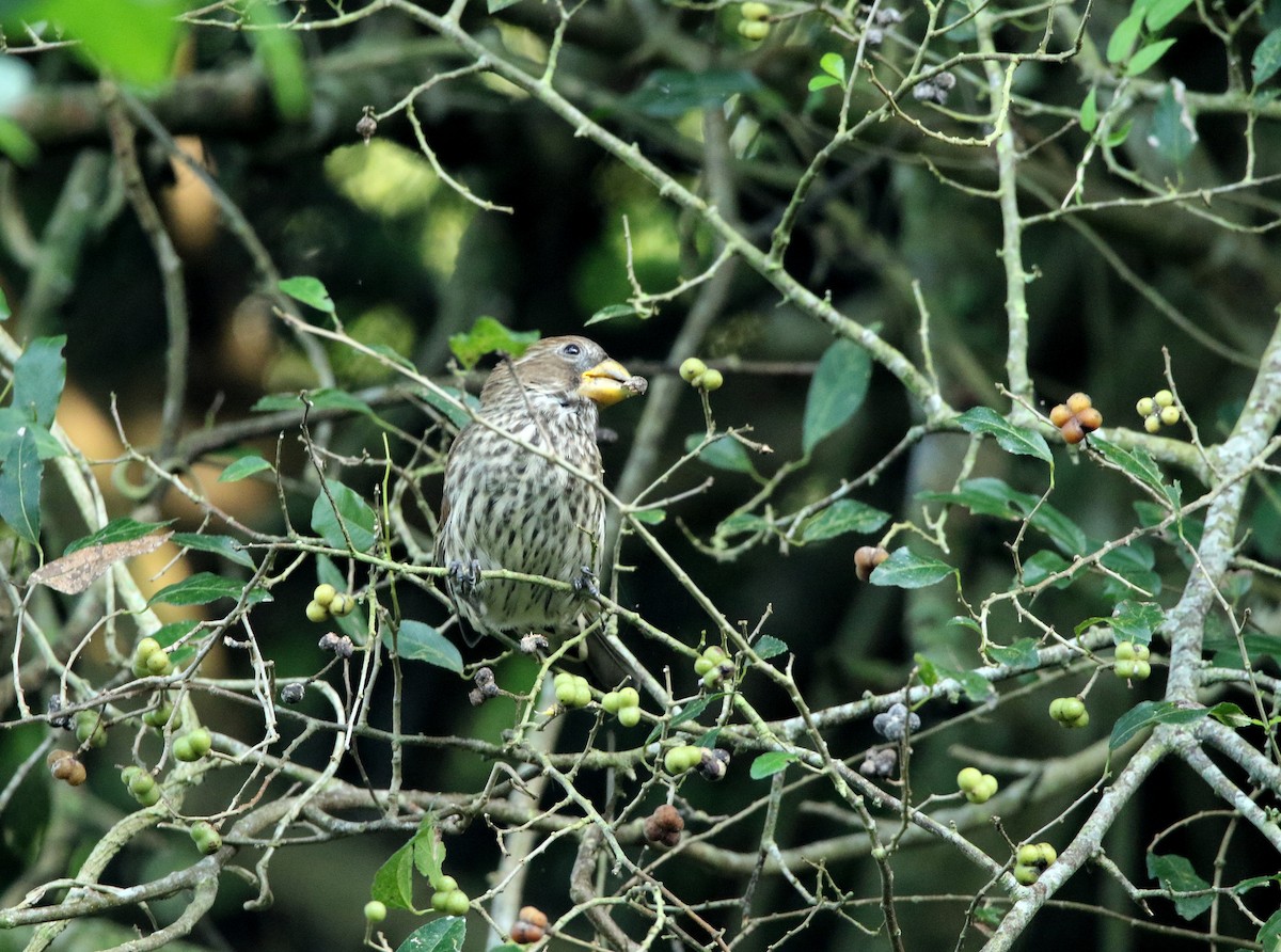 Grosbeak Weaver - Paul Lenrumé