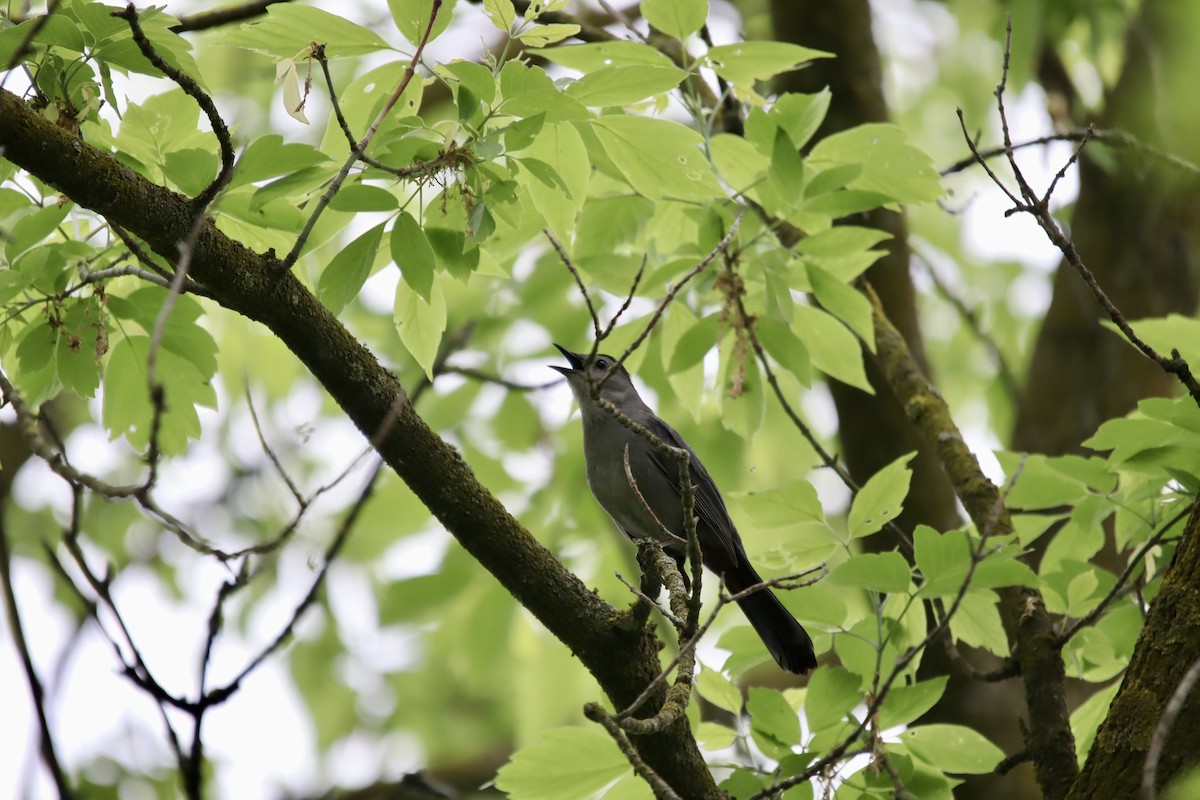 Gray Catbird - ML619350421