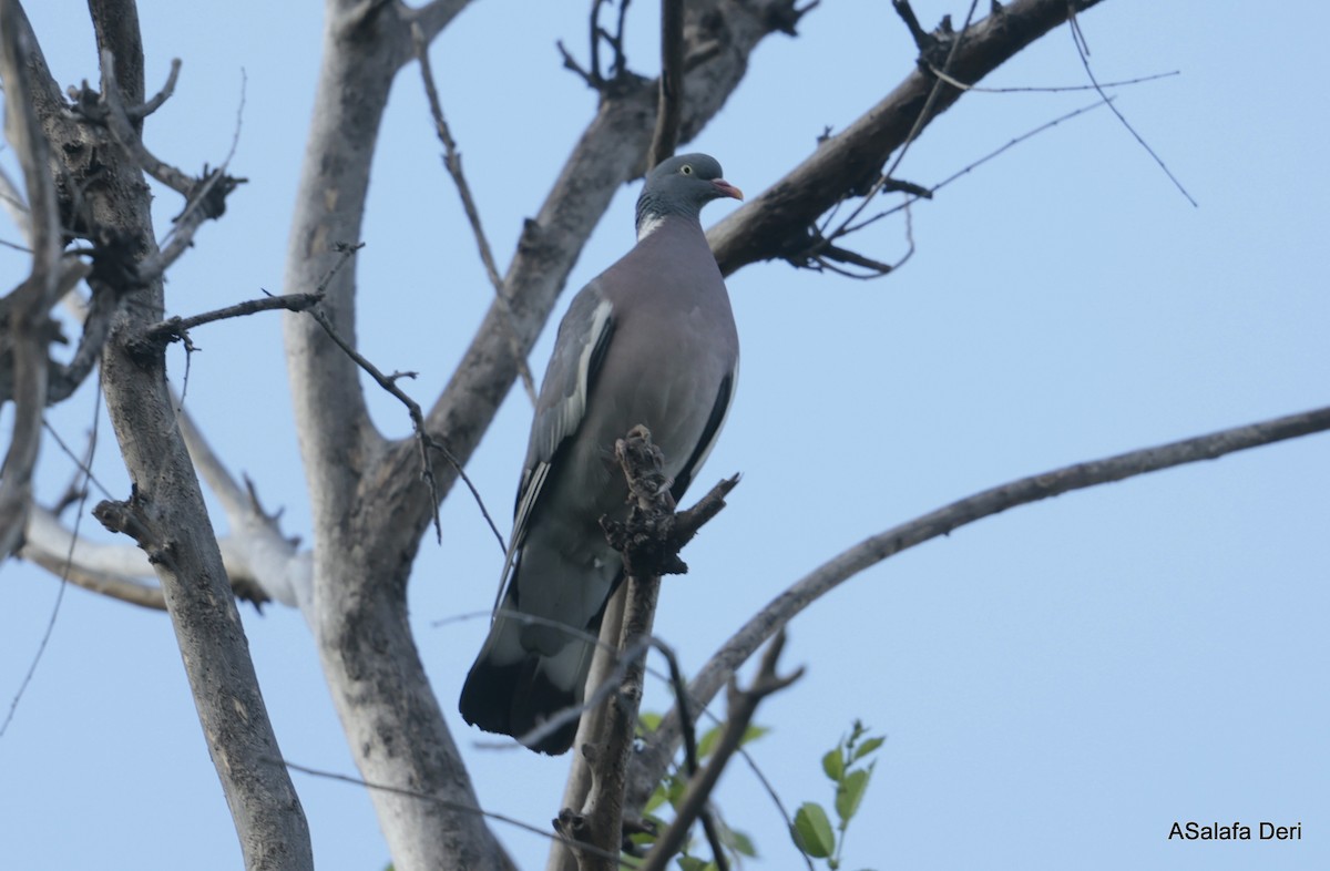 Common Wood-Pigeon - Fanis Theofanopoulos (ASalafa Deri)