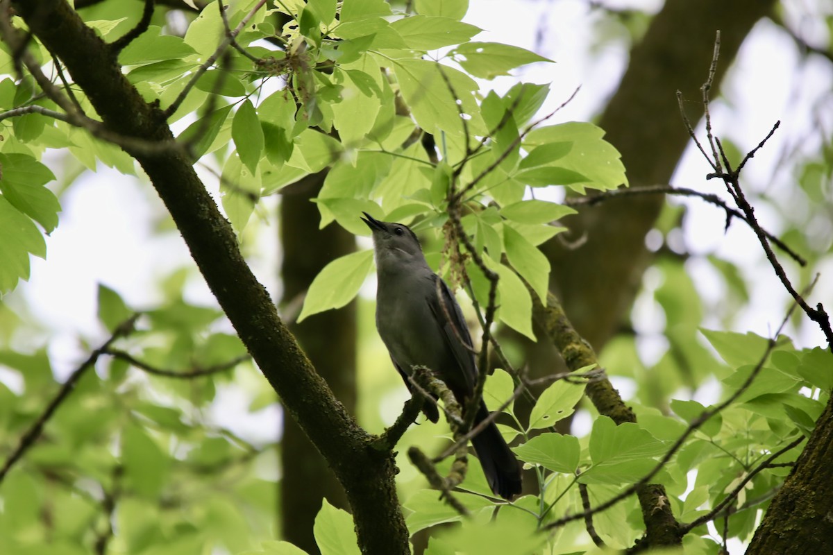 Gray Catbird - ML619350426