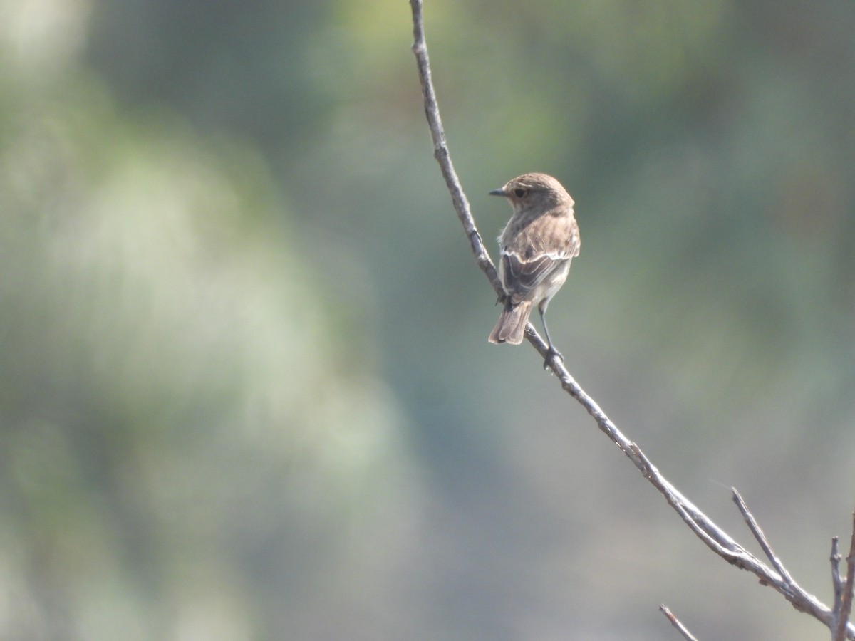 Siberian Stonechat - Veda Nadendla