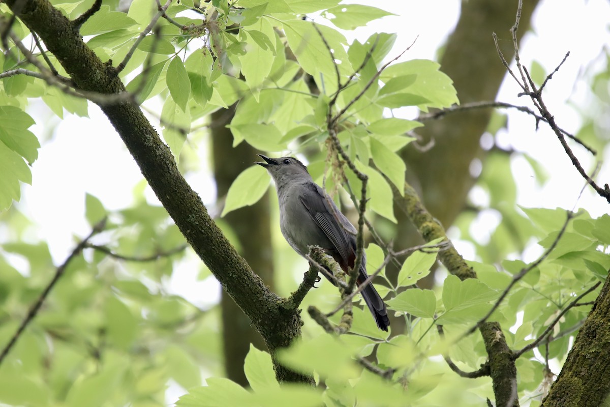 Gray Catbird - ML619350437